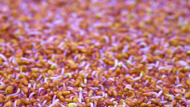 Growing microgreen sprouts for  diet food, timelapse
