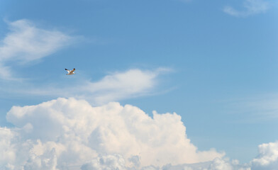 A seagull soars in the sky against the background of clouds.