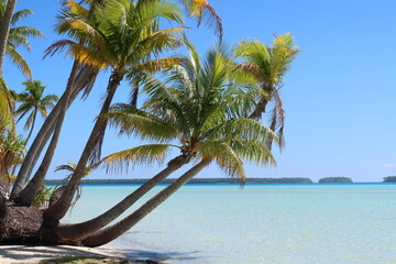 palm trees on the beach in a Tahitian atoll from French Polynesia 