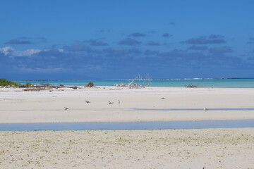 beach on a Tahitian lagoon 
