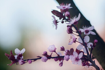 Fioletowo, różowa wiosenna gałąź z jasno różowymi kwiatami na rozświetlonym promieniami różowym tle. - obrazy, fototapety, plakaty