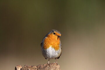 A perching European Robin (Erithacus rubecula)