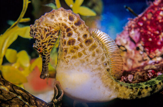 A seahorse also written sea-horse and sea horse is any of 46 species of small marine fish in the genus Hippocampus.