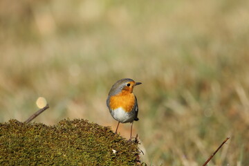 A perching European Robin (Erithacus rubecula)