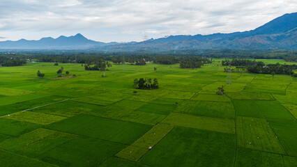 Rice fields in Aceh Besar District, Aceh Province