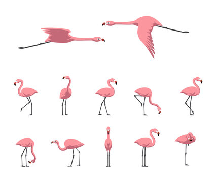 Pink Flamingo Walking Flying Various Poses Cartoon Cute Vector Illustration