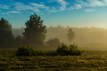 Obraz premium a thick morning fog covers the green juicy and freshly mown grass