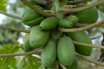 A papaya tree full of fruit in the plantation