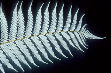 Silver fern