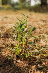 young green bush in nature