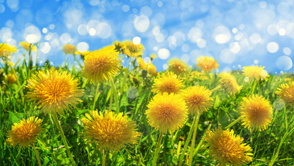 Yellow dandelions on a green field. Close-up of yellow spring flowers in the meadow