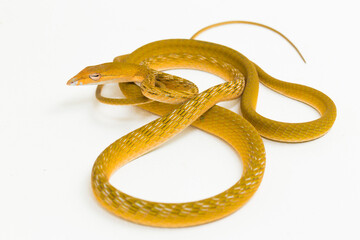 Yellow Asian vine snake hypo Ahaetulla prasina isolated on white background
