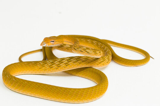 Yellow Asian vine snake hypo Ahaetulla prasina isolated on white background
