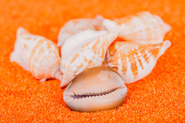 Muscheln auf orangen Sand