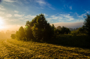 a thick morning fog covers the green juicy and freshly mown grass