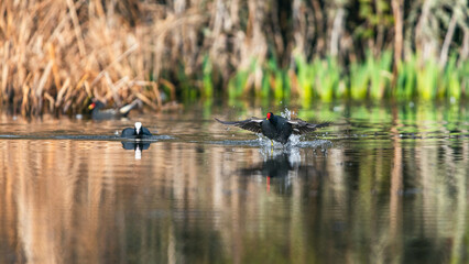 Eurasian Coot, Fulica atra and Moorhen, Gallinula chloropus - fighting and runing on the water