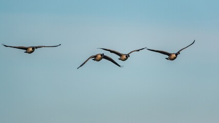 Canada Geese, Canada Goose, Branta Canadensis in flight