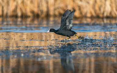 Eurasian Coot or Common Coot, Fulica atra - fighting end runing on the water