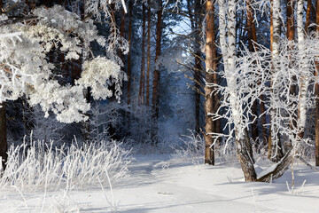 a path to a fabulous winter forest with frozen trees