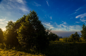 a thick morning fog covers the green juicy and freshly mown grass