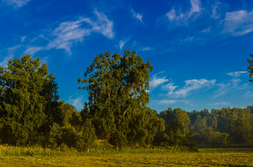 a thick morning fog covers the green juicy and freshly mown grass