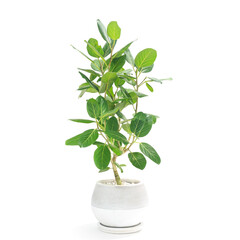 Fototapeta na wymiar 観葉植物、望みを叶える木と言われるフィカス・ベンガレンシスの鉢植え【白背景】