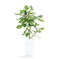観葉植物、望みを叶える木と言われるフィカス・ベンガレンシスの鉢植え【白背景】
