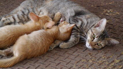 cat sleeping on the floor