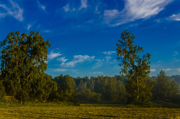 a thick morning fog covers the green juicy and freshly mown grass