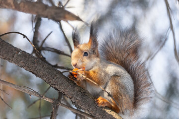 Naklejka na ściany i meble Red squirrel sitting on a tree branch in winter forest and nibbling seeds on snow covered trees background..