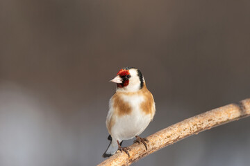 Goldfinch, Carduelis carduelis, perched on wooden perch with blurred natural background
