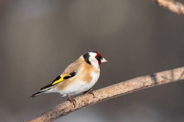 Goldfinch, Carduelis carduelis, perched on wooden perch with blurred natural background