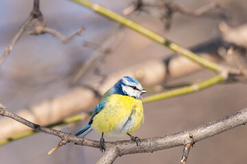 A blue tit (Cyanistes caeruleus) perched