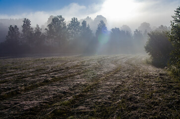 a thick morning fog covers the green juicy and freshly mown grass