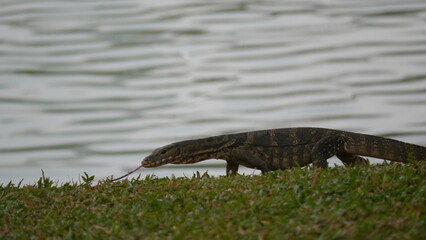 monitor lizard in the park