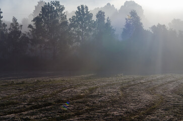 a thick morning fog covers the green juicy and freshly mown grass