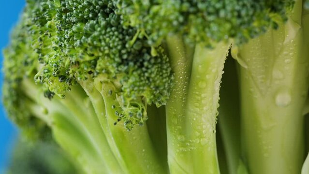 Broccoli on blue background, fresh green broccoli and water drops close-up, vitamins, raw food and vegetarian lifestyle concept.