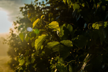 A warm summer morning. juicy green birch leaf.