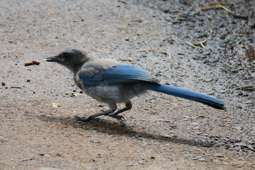 Diademhäher Cyanocitta stelleri Grand Canyon