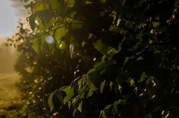 A warm summer morning. juicy green birch leaf.