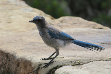 Diademhäher Cyanocitta stelleri Grand Canyon