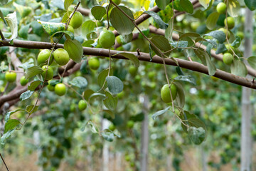 Jujube trees in fruit plantations