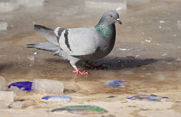Pigeon drinking from a pond