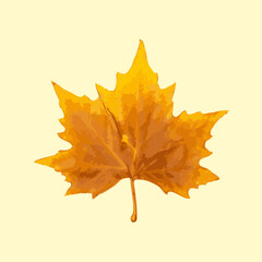 Sycamore Autumn Leaf Isolated