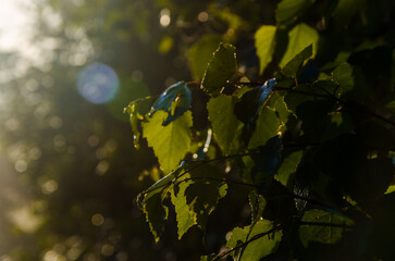 A warm summer morning. juicy green birch leaf.