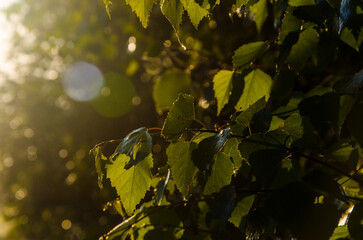 A warm summer morning. juicy green birch leaf.