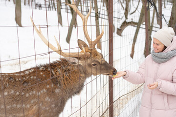 A woman feeds a deer in a zoo in winter