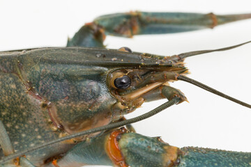 Freshwater crayfish Procambarus clarkii isolated on white background
