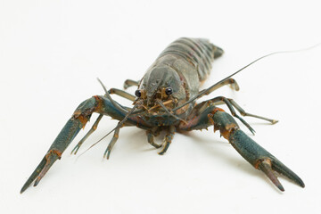 Freshwater crayfish Procambarus clarkii isolated on white background
