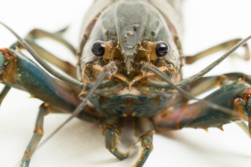 Freshwater crayfish Procambarus clarkii isolated on white background
